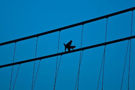 He didn't jump, looks like he was pushed...