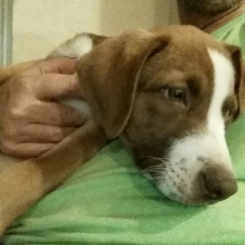 Happiness is a warm gun puppy. 